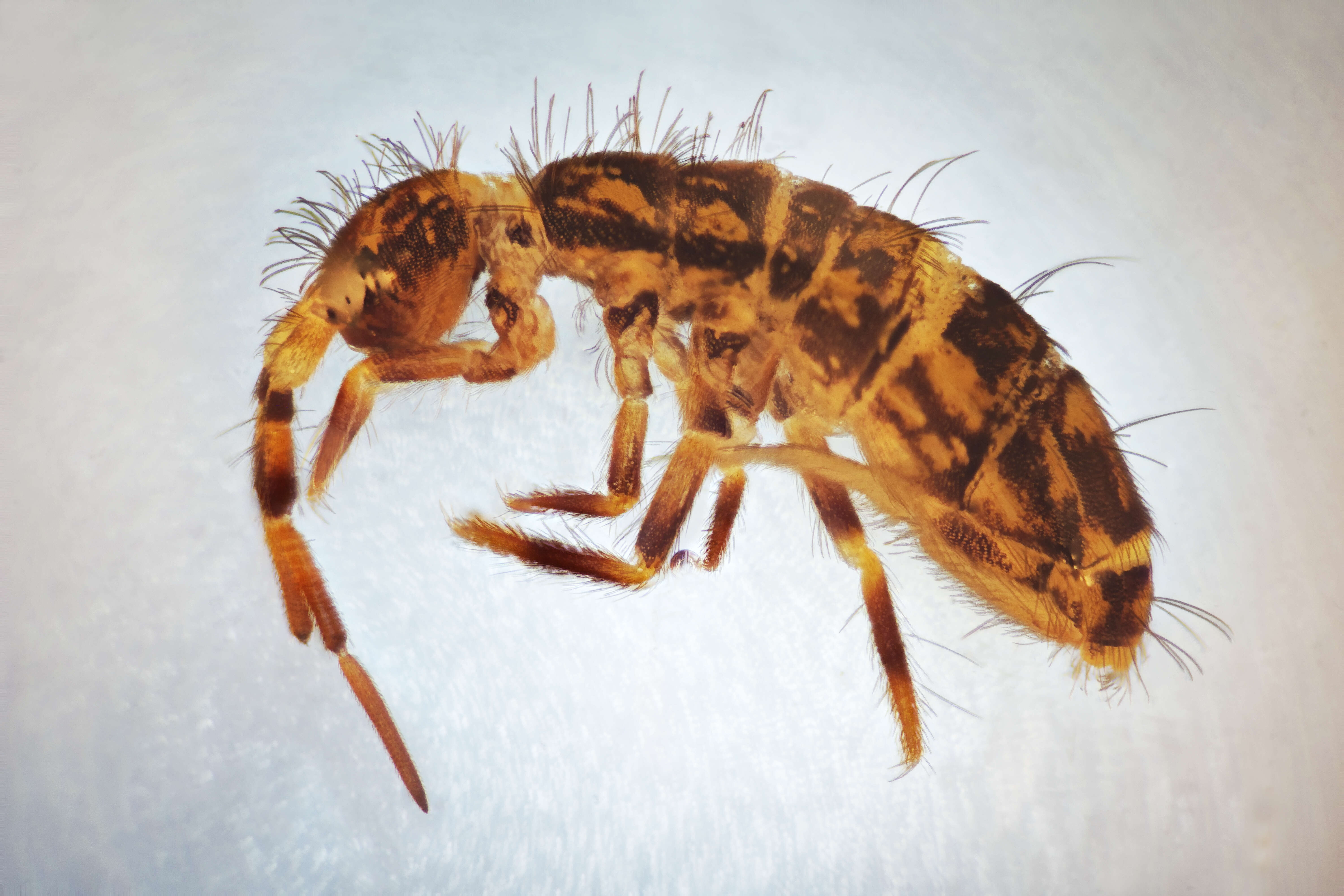 Image of hairy-back girdled springtail