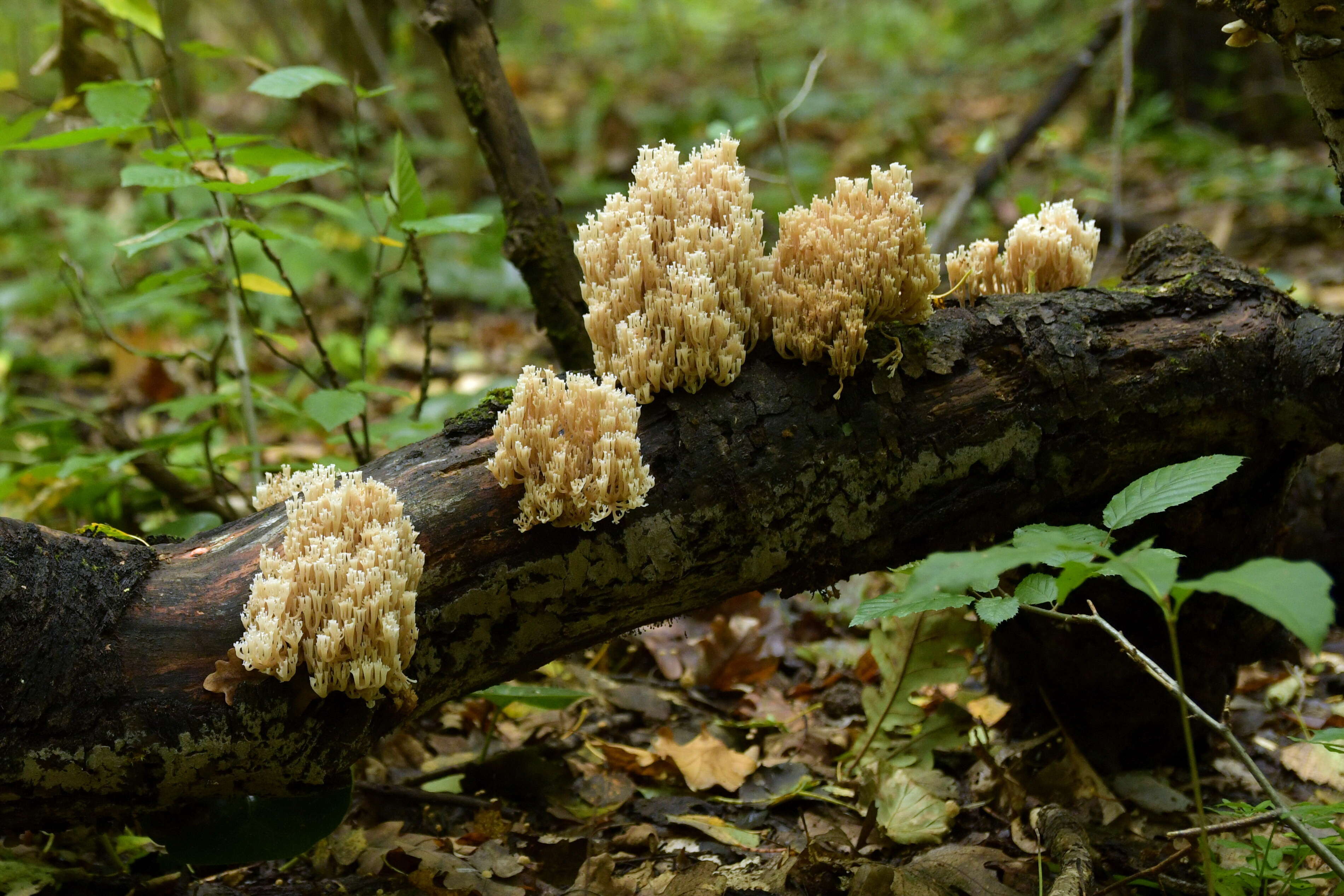 Image of Artomyces pyxidatus (Pers.) Jülich 1982