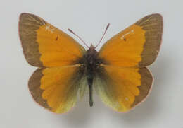 Colias meadii Edwards 1871 resmi