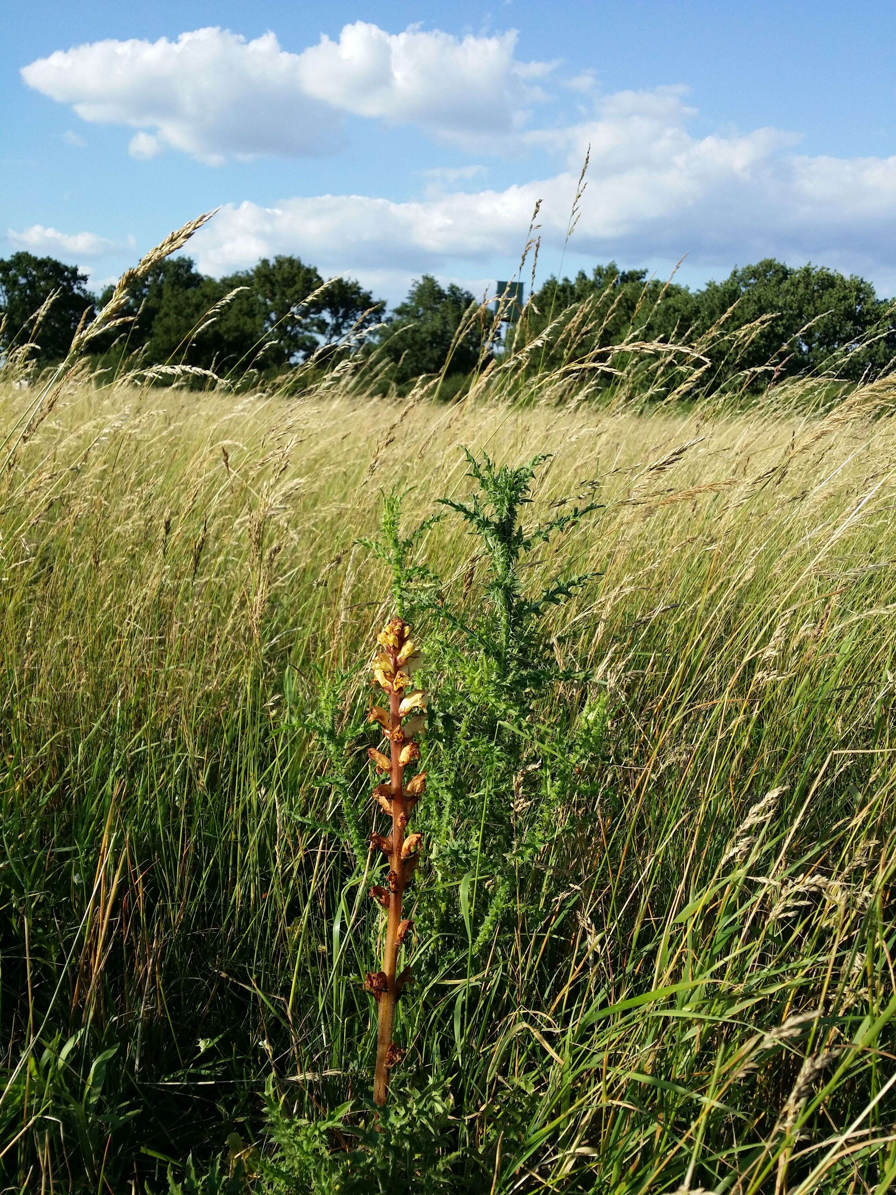 Imagem de Orobanche reticulata Wallr.