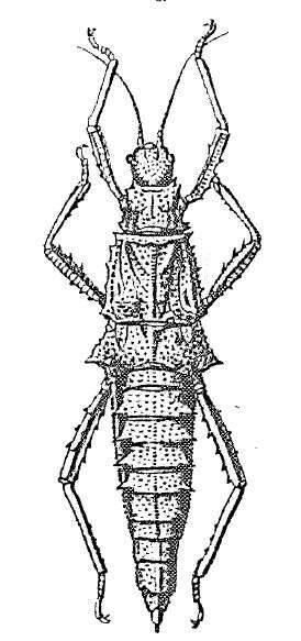 Image of Tisamenus armadillo Redtenbacher 1906