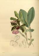 Image of Lady Ackland's Cattleya