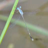 Image de Lestes praemorsus Hagen ex Selys 1862