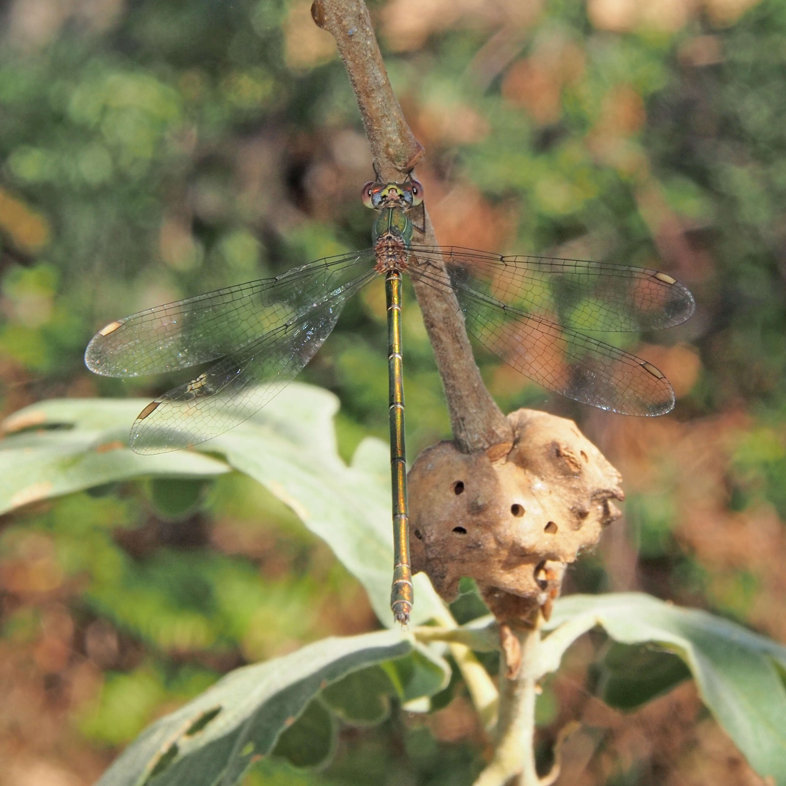 Image of Chalcolestes Kennedy 1920