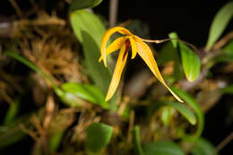 Imagem de Bulbophyllum williamsii A. D. Hawkes