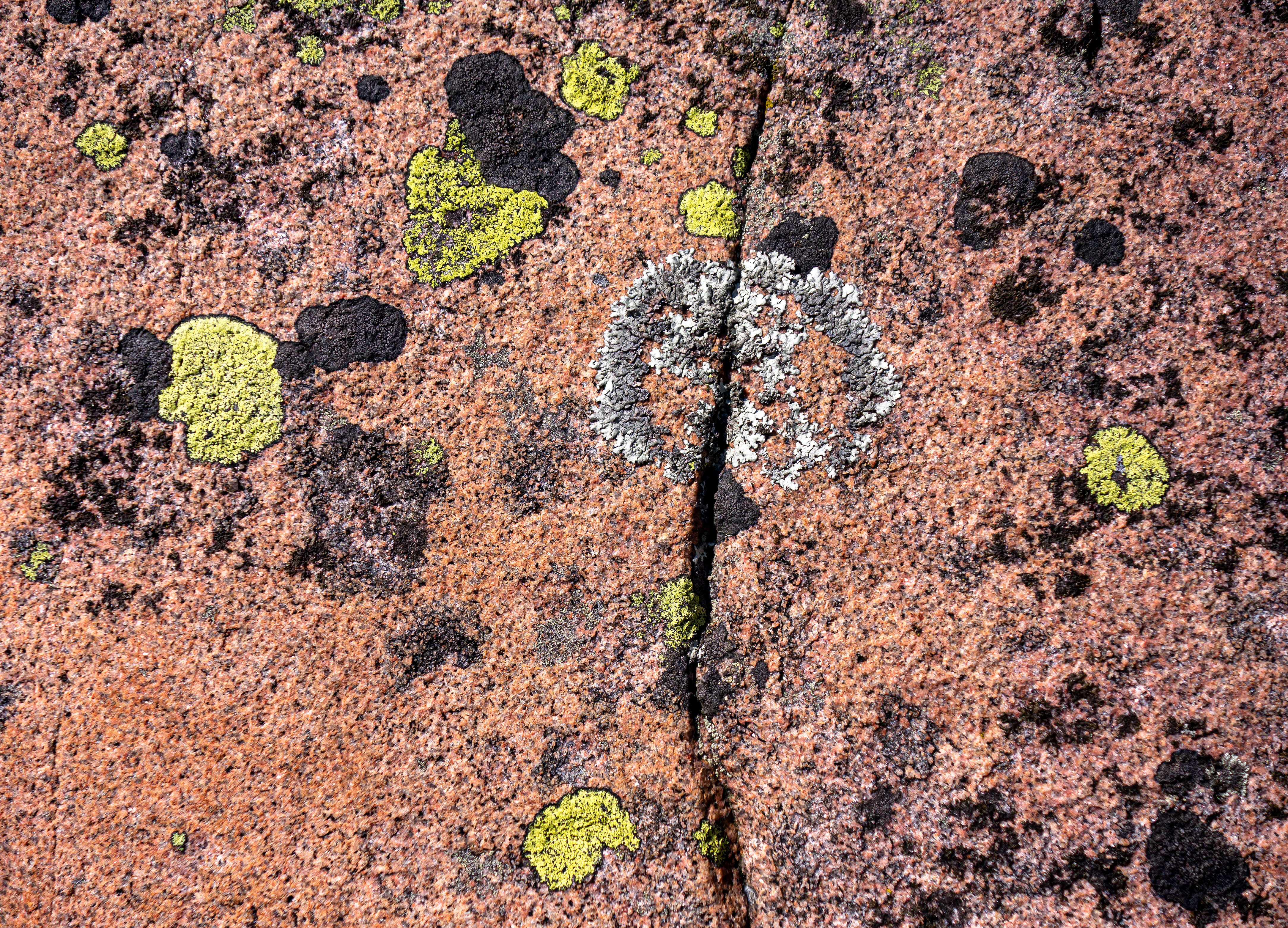 Image of Yellow map lichen;   World map lichen