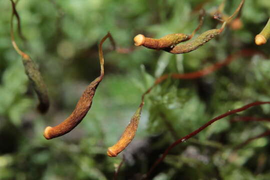 Image of Opal Thread-moss