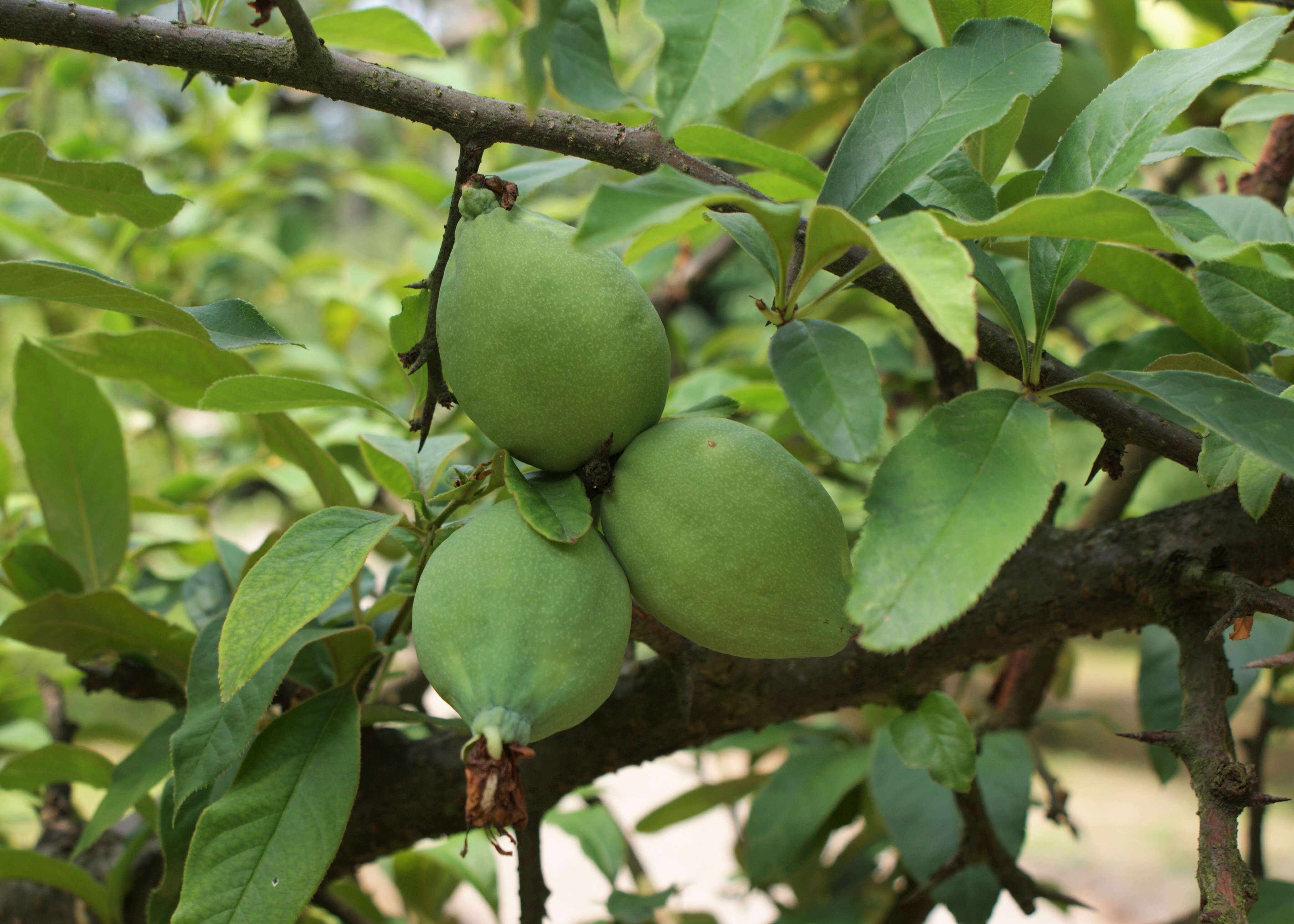 Image of Cathay quince