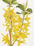 Forsythia viridissima Lindl. resmi