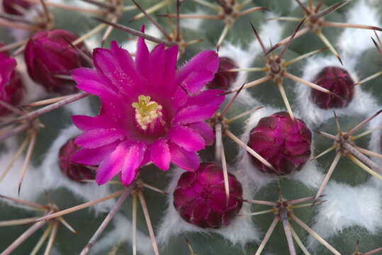 Image of Mammillaria standleyi (Britton & Rose) Orcutt