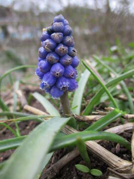 Image of Armenian grape hyacinth