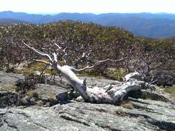 Image of snow gum