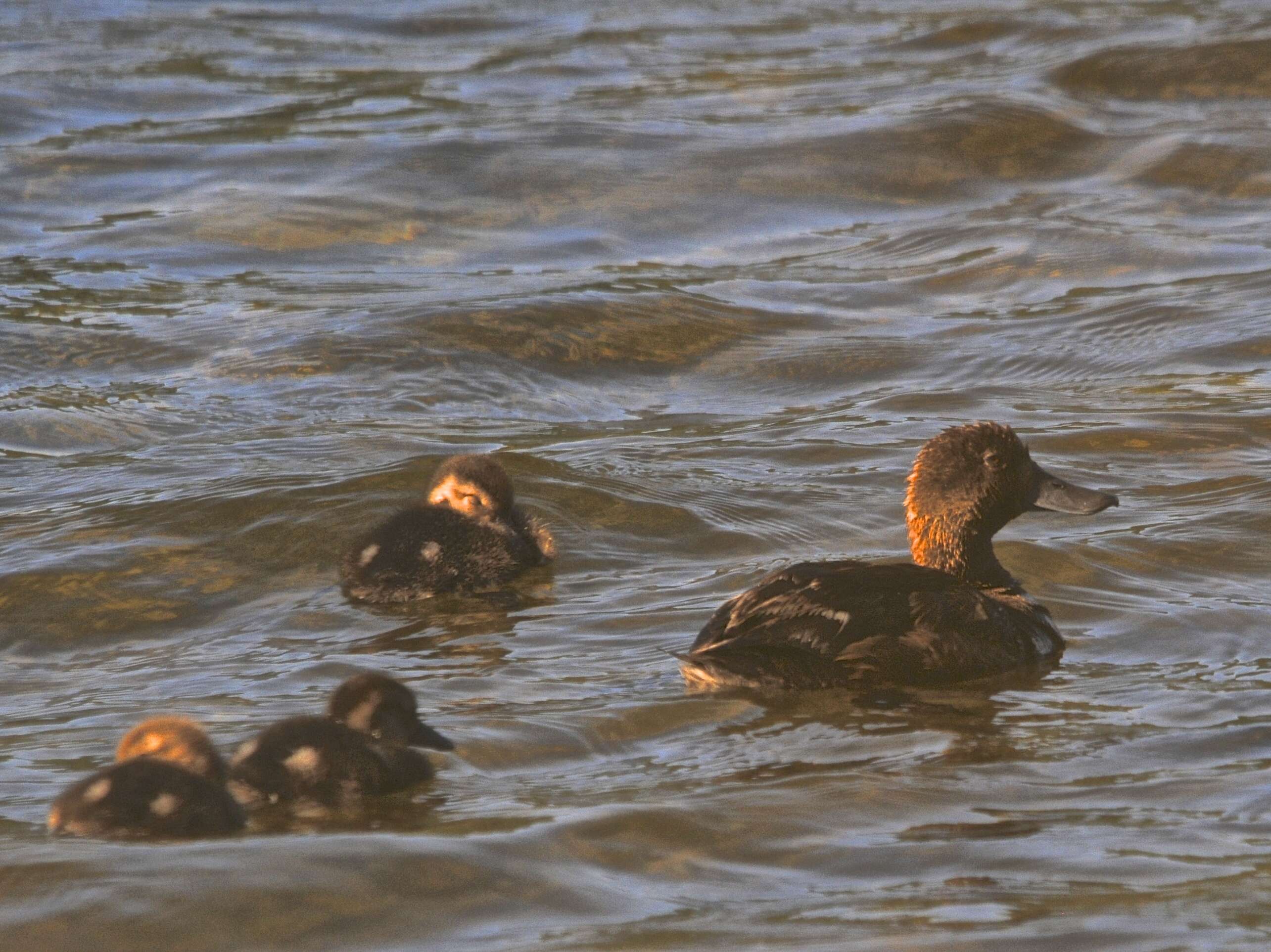 Image of New Zealand Scaup