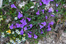 Image of Clinopodium alpinum