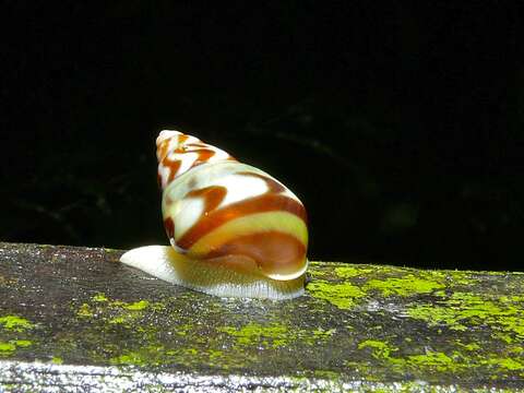 Image of Amphidromus adamsii