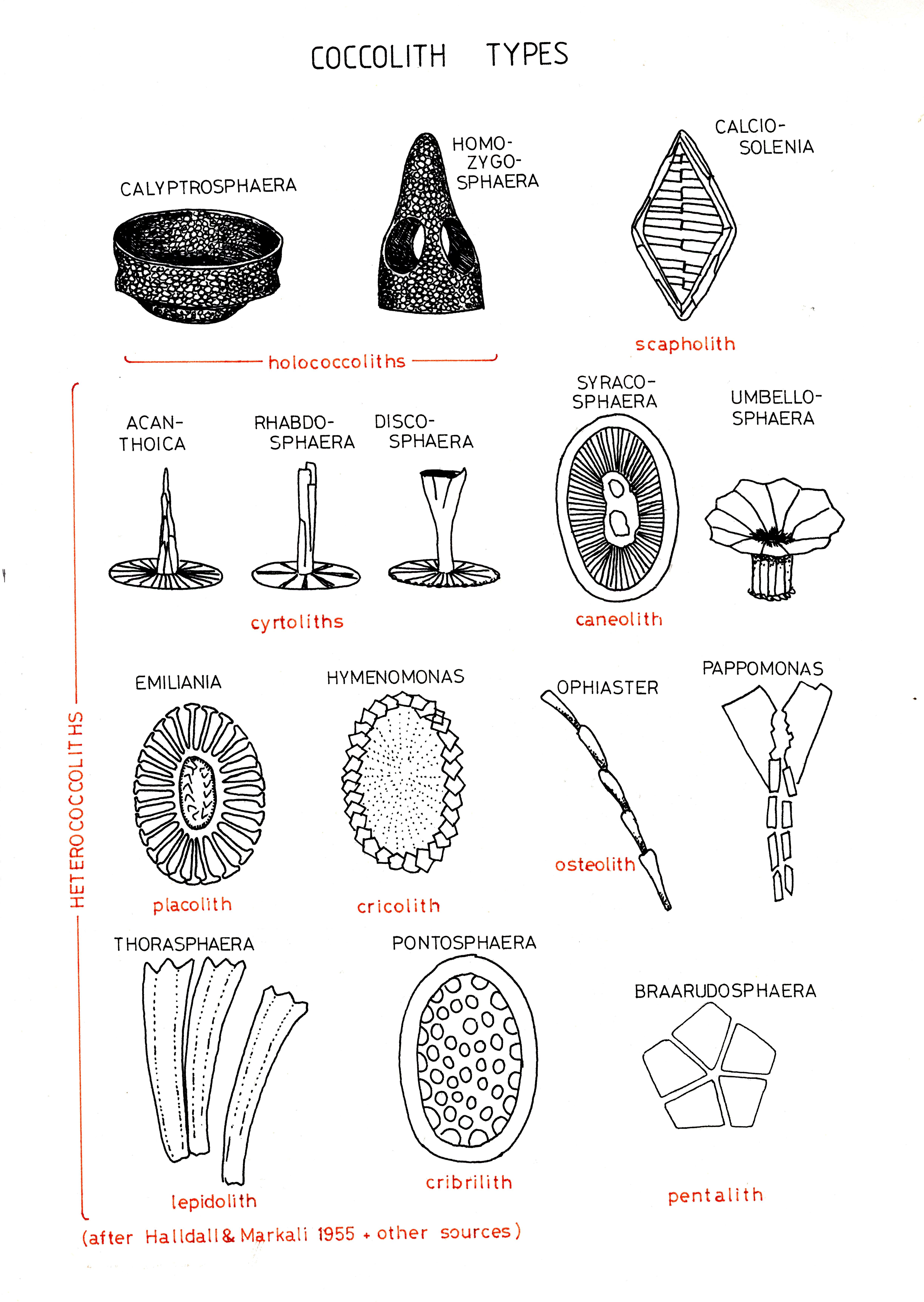 Image de Prymnesiophyceae