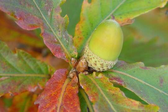 صورة Quercus mongolica subsp. crispula (Blume) Menitsky