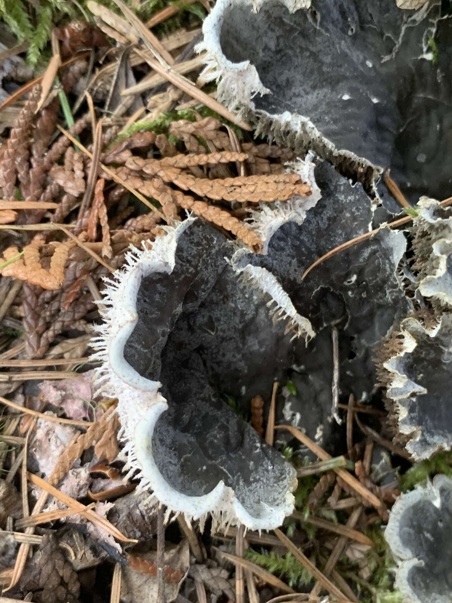 Image of felt lichen