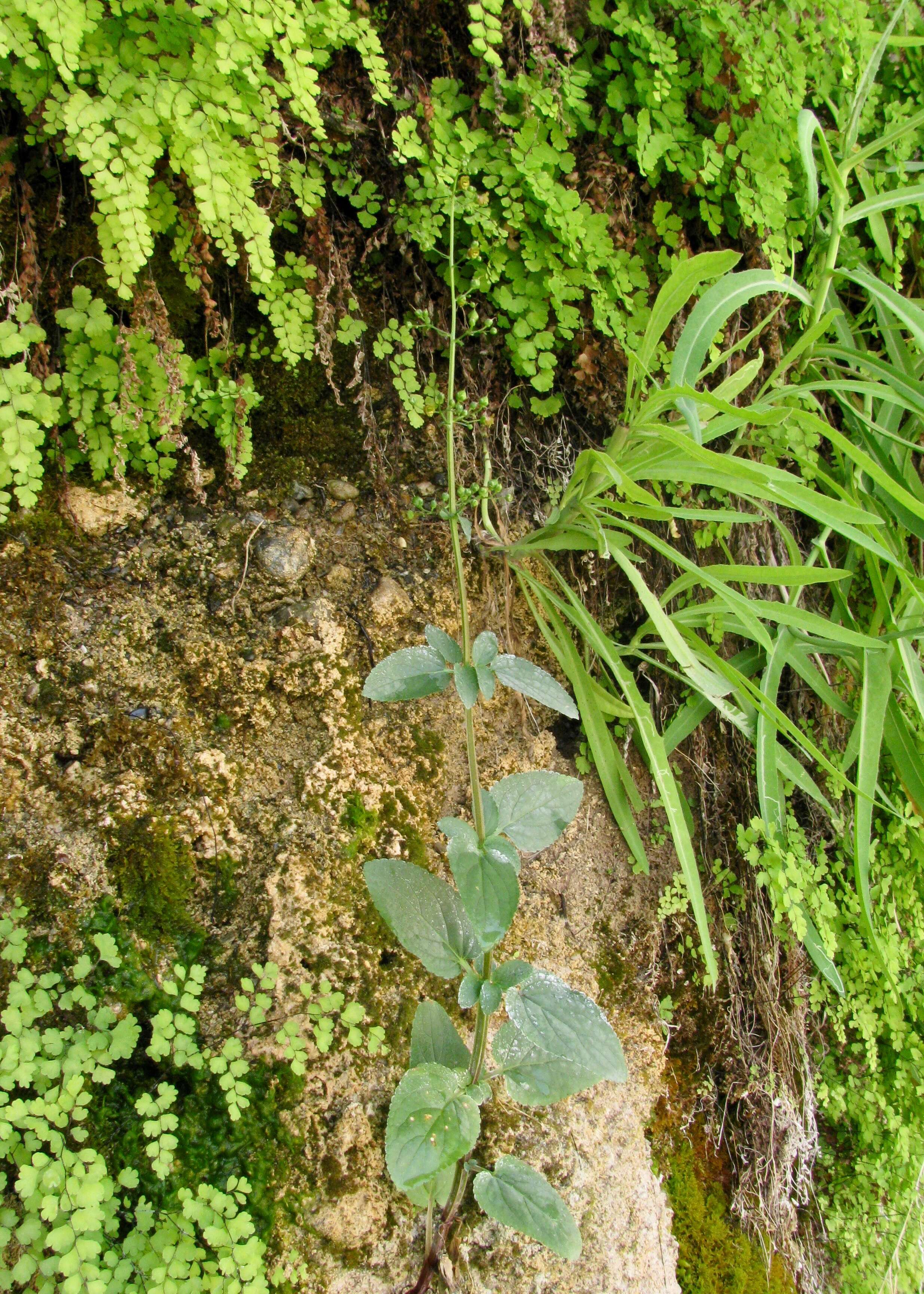 Imagem de Scrophularia umbrosa Dum.