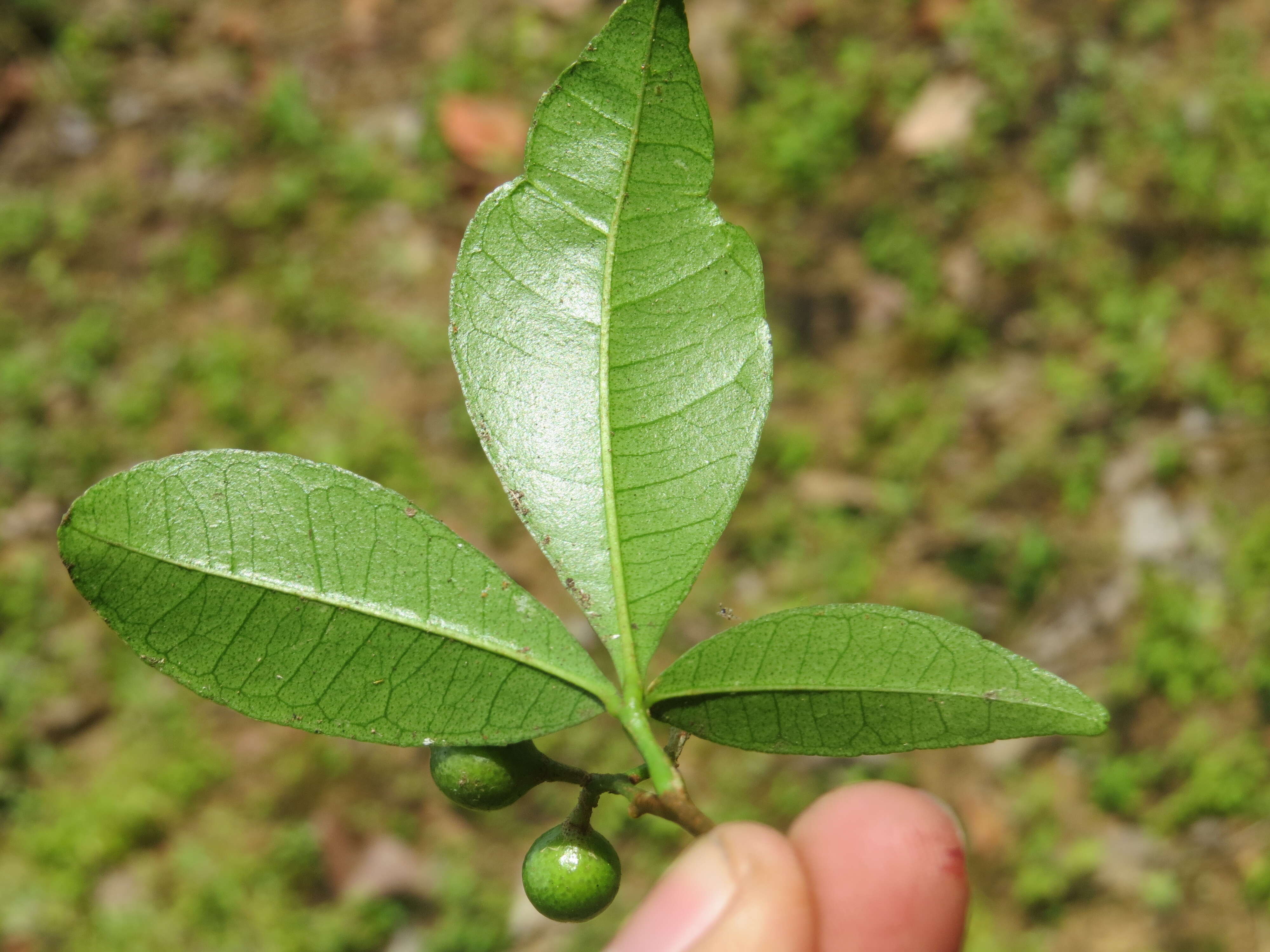 Image of Zanthoxylum ovalifolium Wight