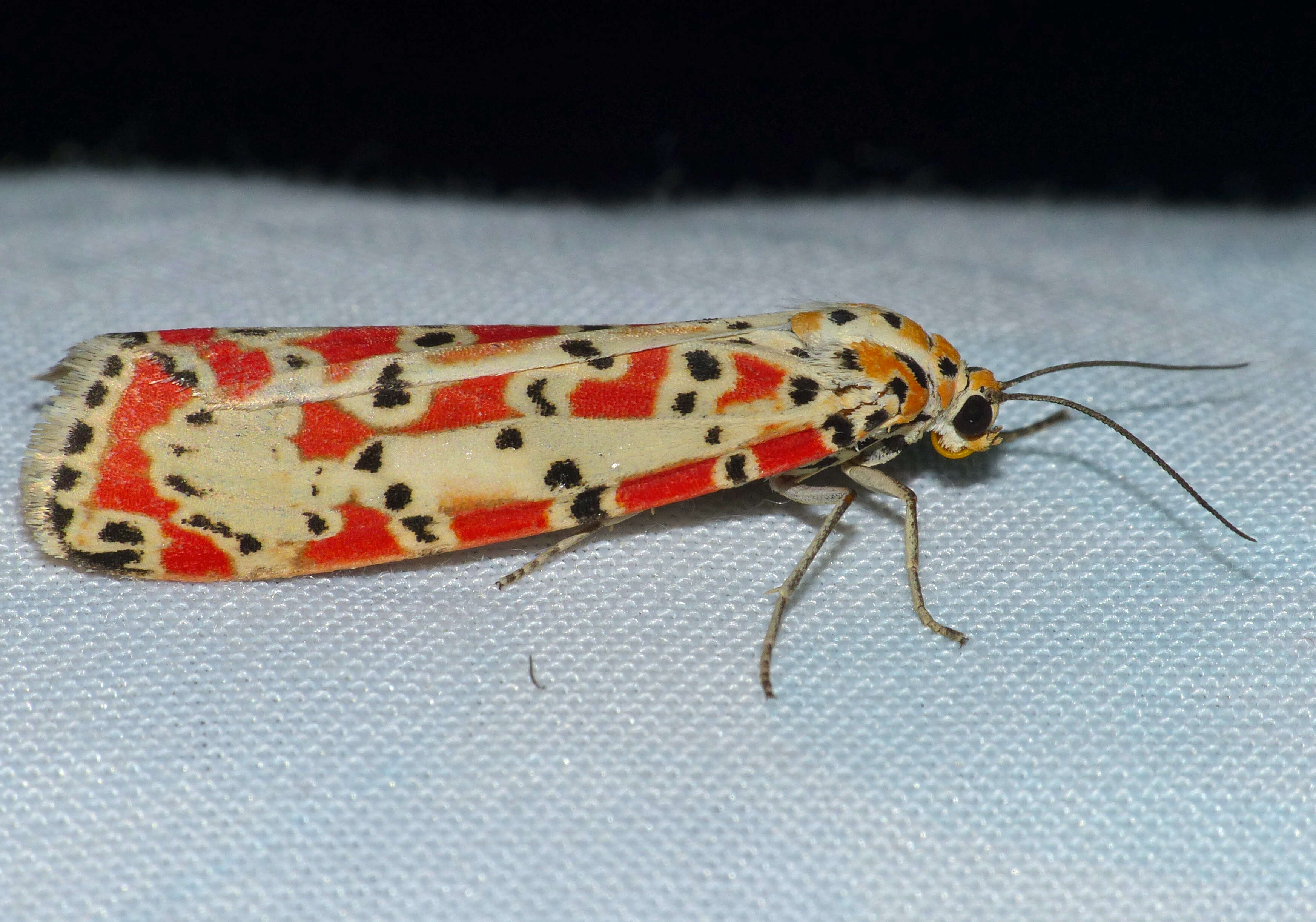 Image of crimson speckled