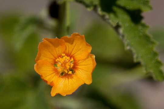 Imagem de Abutilon parvulum A. Gray