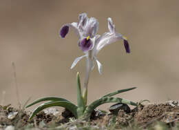 Image of Persian Iris