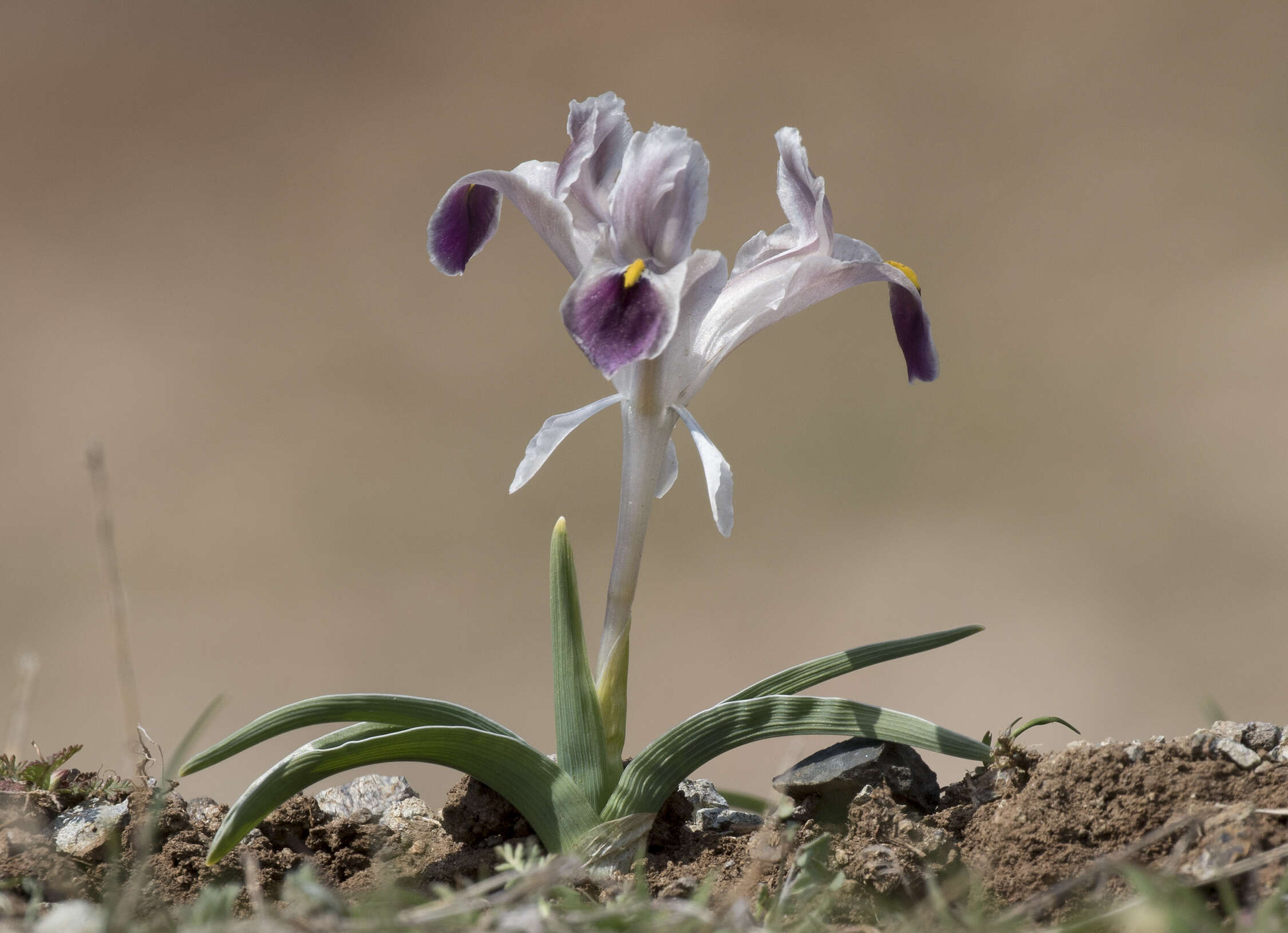 Image of Persian Iris