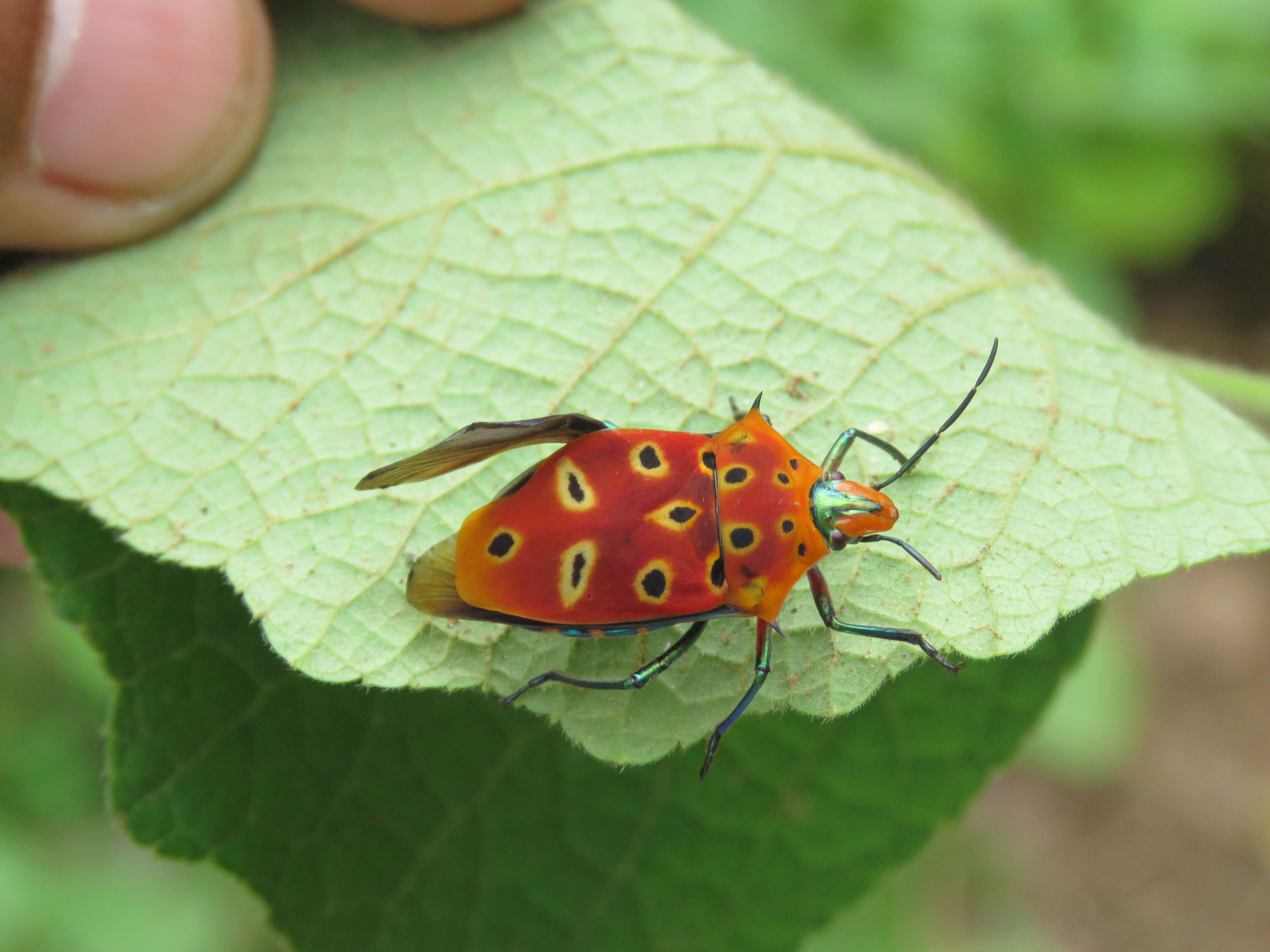 Image of Cantao ocellatus