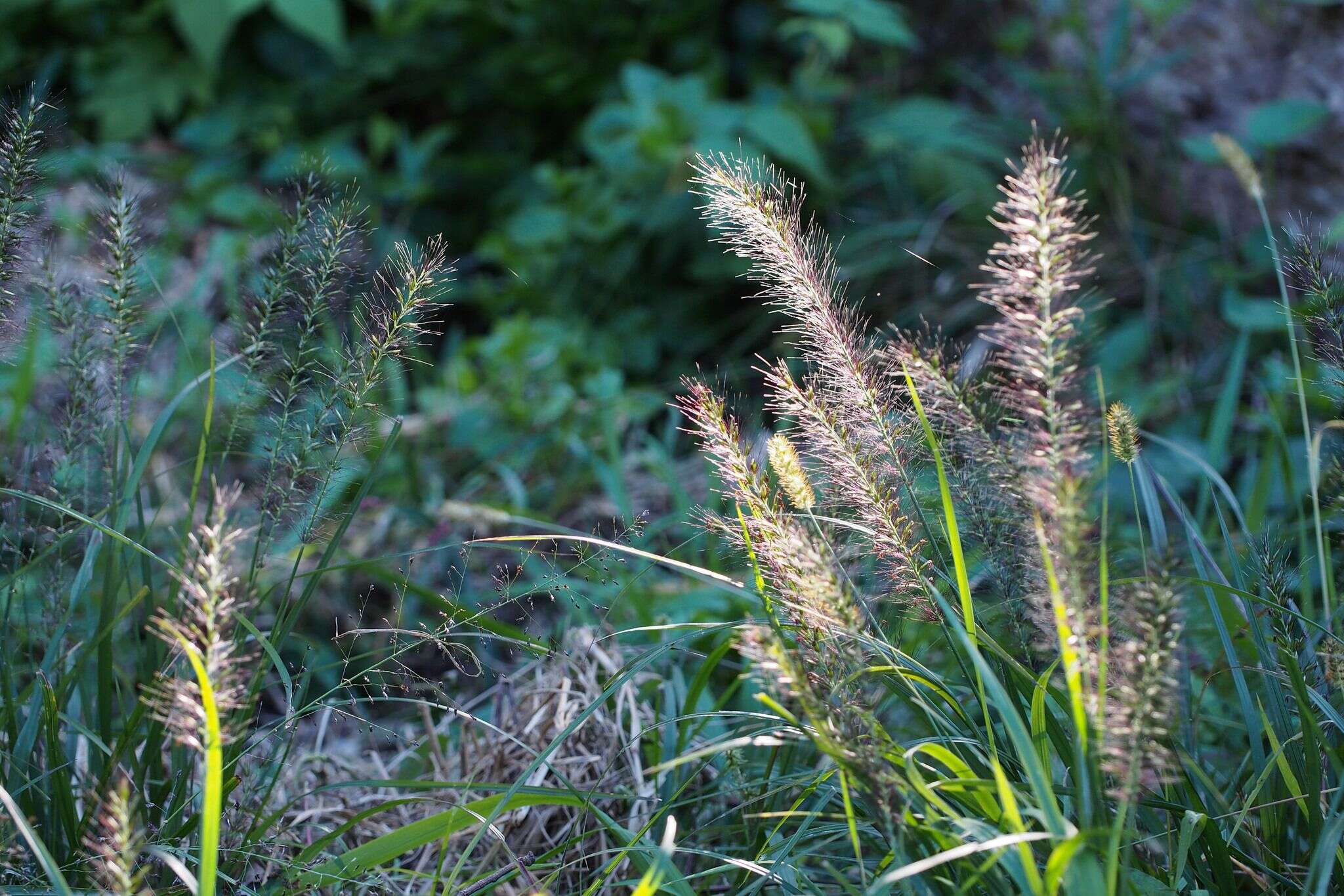 Imagem de Pennisetum alopecuroides