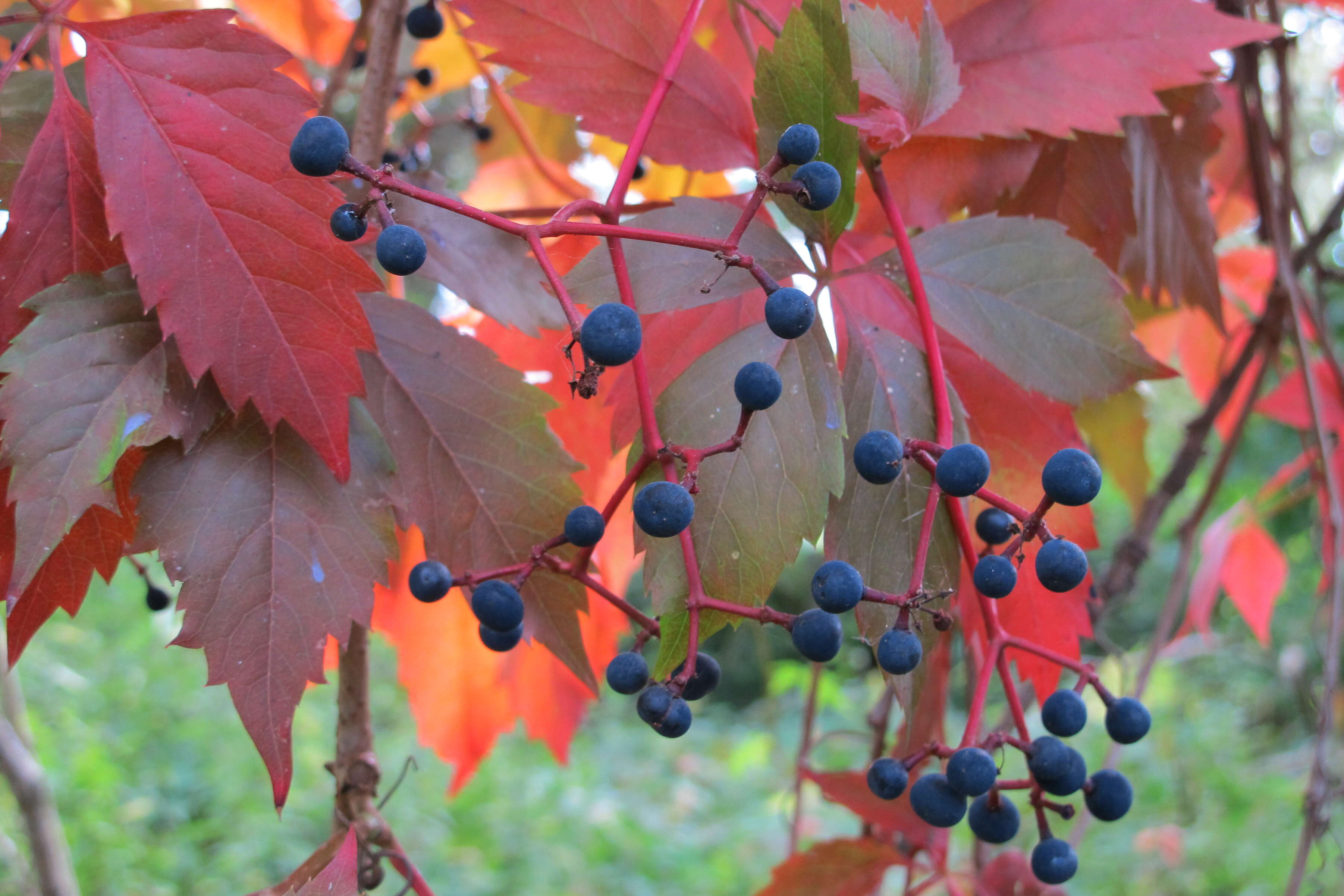 Image de vigne vierge commune