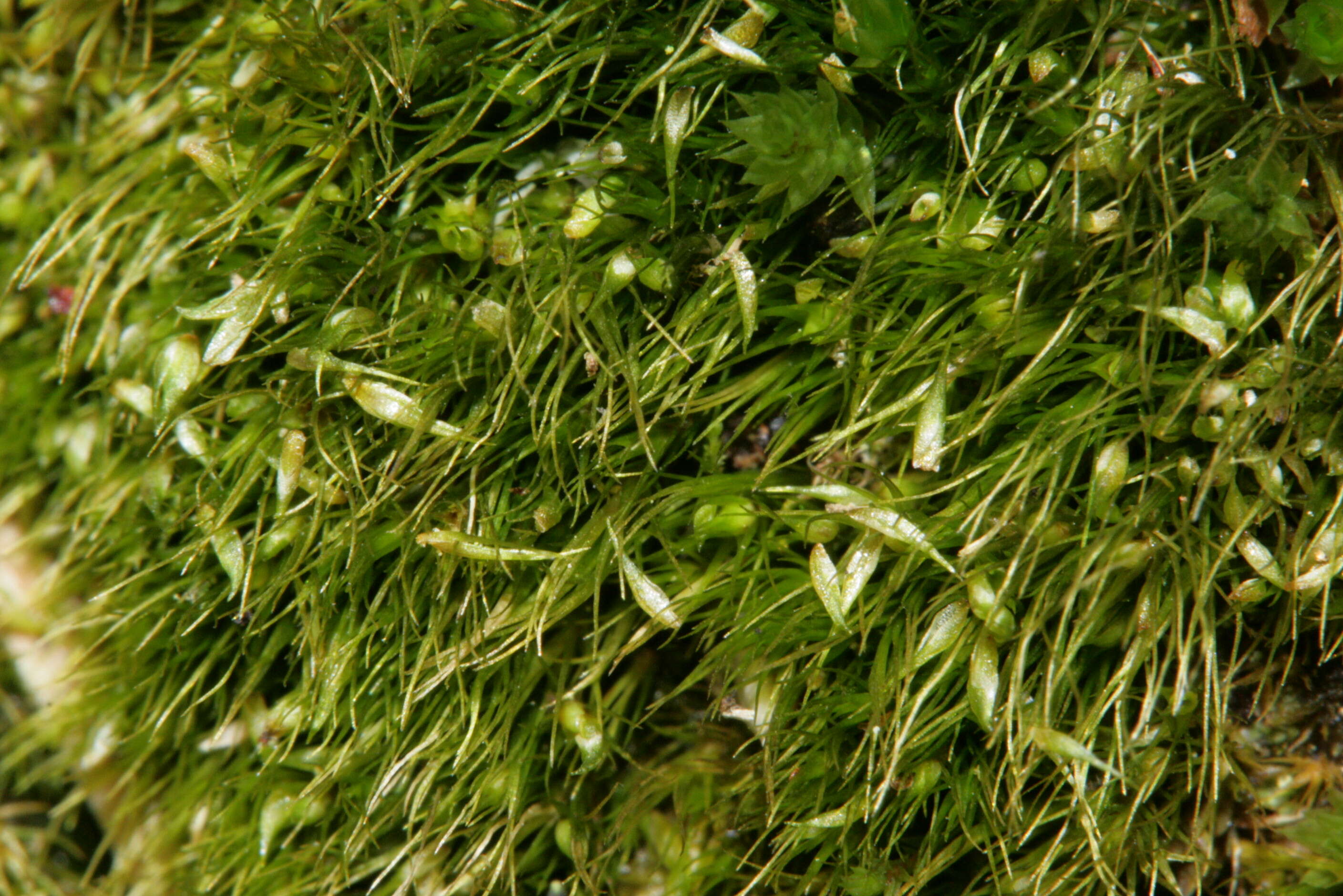 Image of campylopus moss