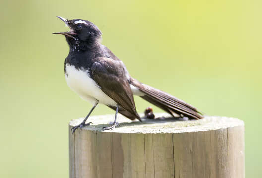 Image of Willie Wagtail