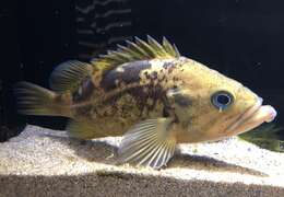 Image of rockfishes