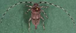 Image of Timberman beetle