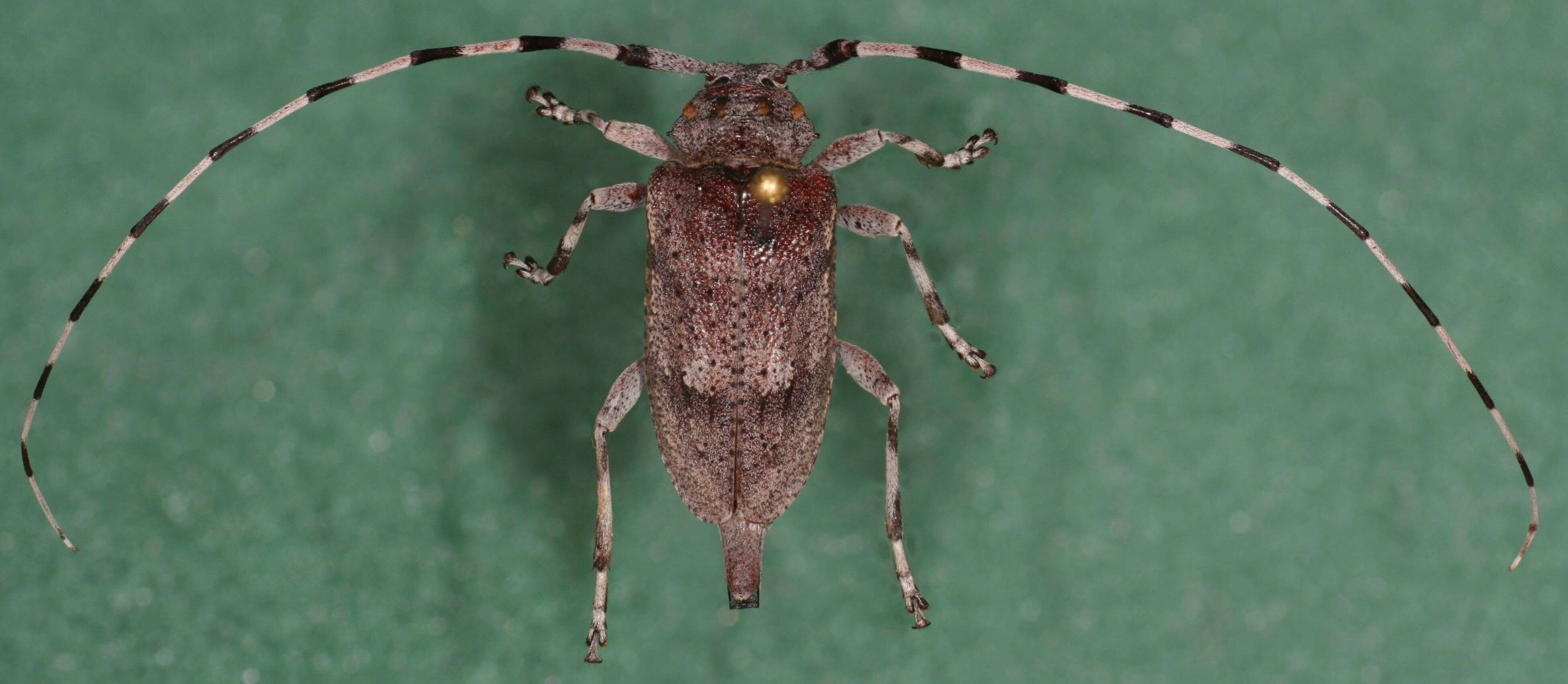 Image of Timberman beetle