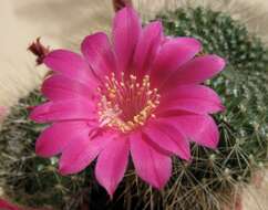 Image of Rebutia minuscula K. Schum.