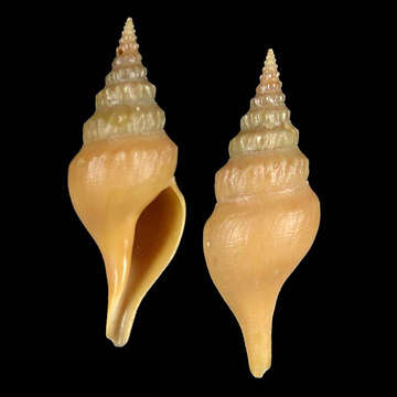 Image of Gymnobela bululi Stahlschmidt, Poppe & Tagaro 2018