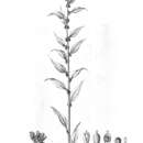 Image of Herbstia brasiliana (Moquin) S. H. Sohmer