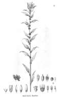 Слика од Herbstia brasiliana (Moquin) S. H. Sohmer