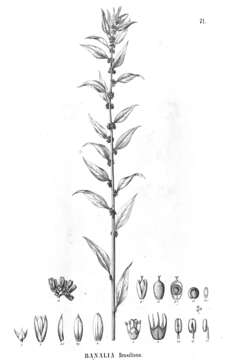 Image of Herbstia brasiliana (Moquin) S. H. Sohmer