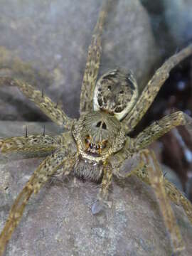 Image of Dolomedes vittatus Walckenaer 1837