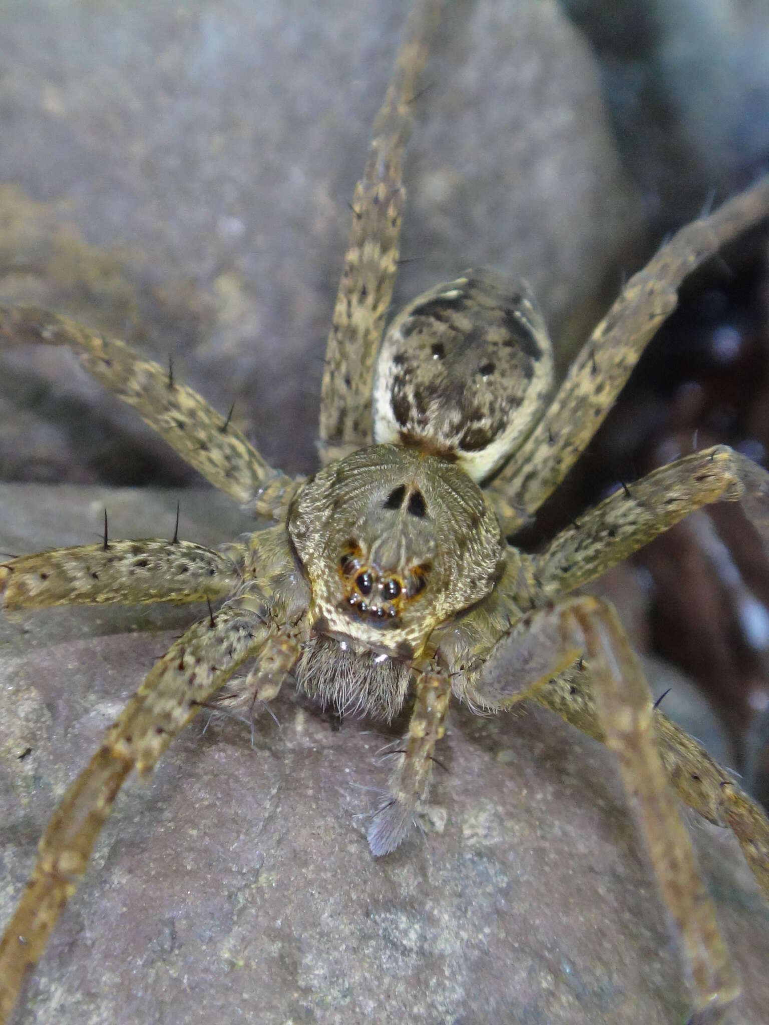 Image of Dolomedes vittatus Walckenaer 1837