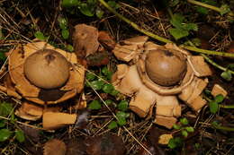 Image of Collared Earthstar