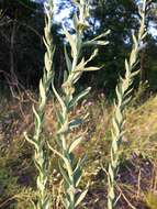 Image of broomleaf toadflax