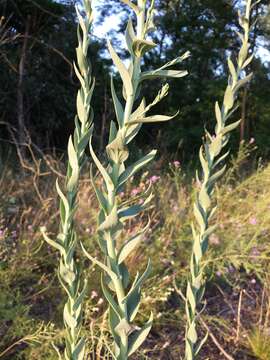 Imagem de Linaria genistifolia (L.) Mill.