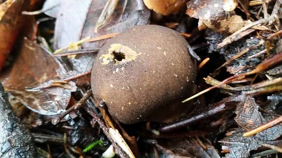 Image of Lycoperdon umbrinum Pers. 1801