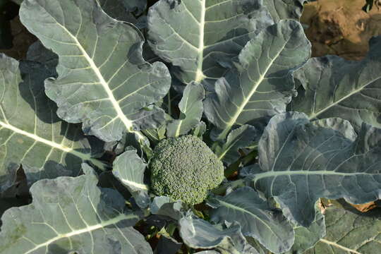 Image of sprouting broccoli