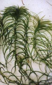 صورة Lagarosiphon major (Ridl.) Moss