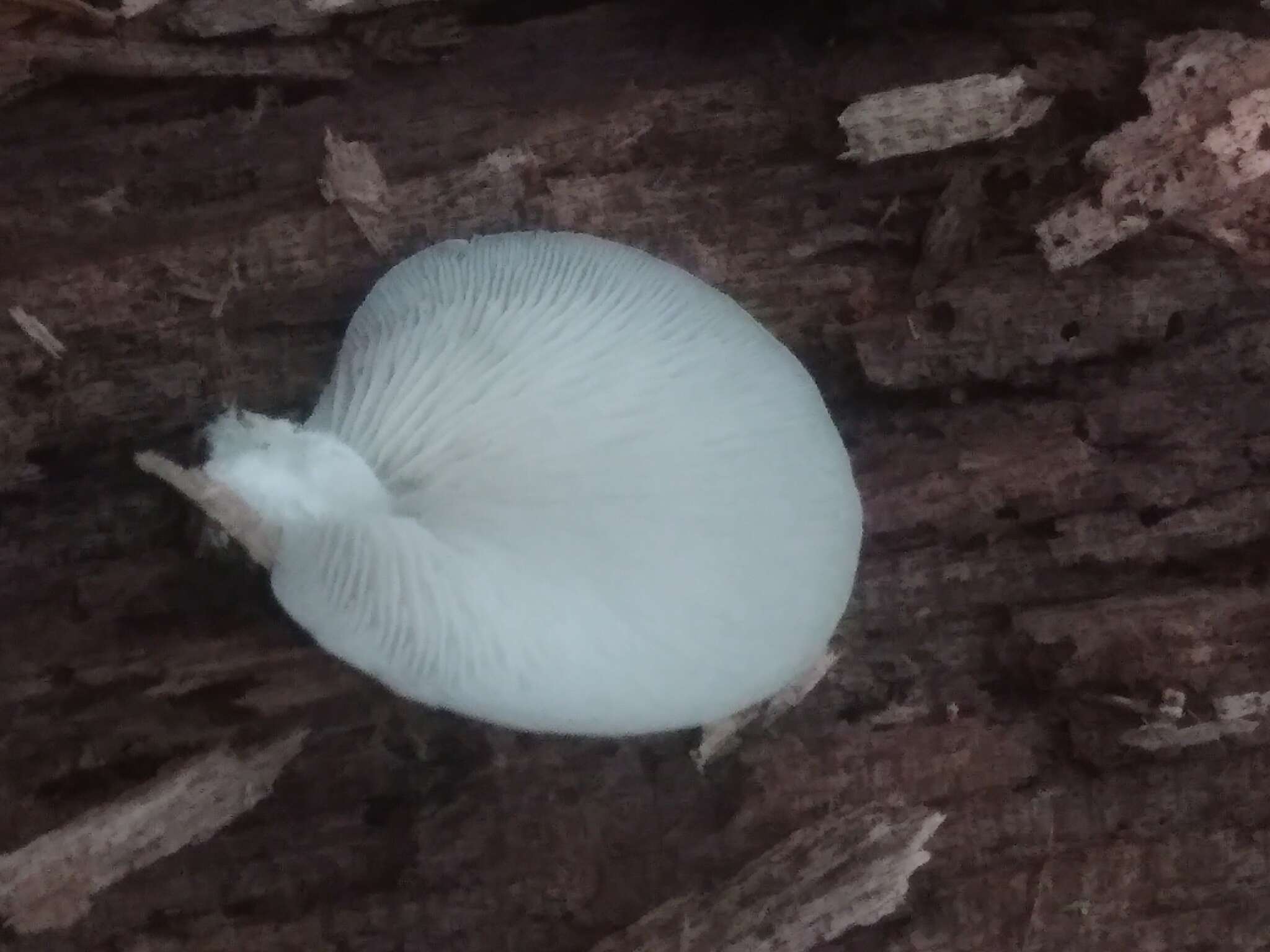 Image of Crepidotus mollis (Schaeff.) Staude 1857